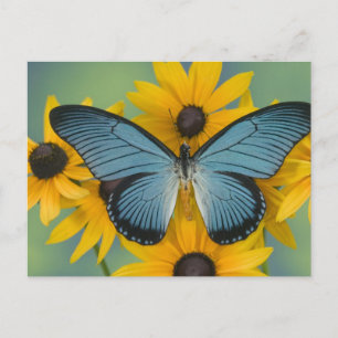 Sammamish Washington Photograph of Butterfly Postcard