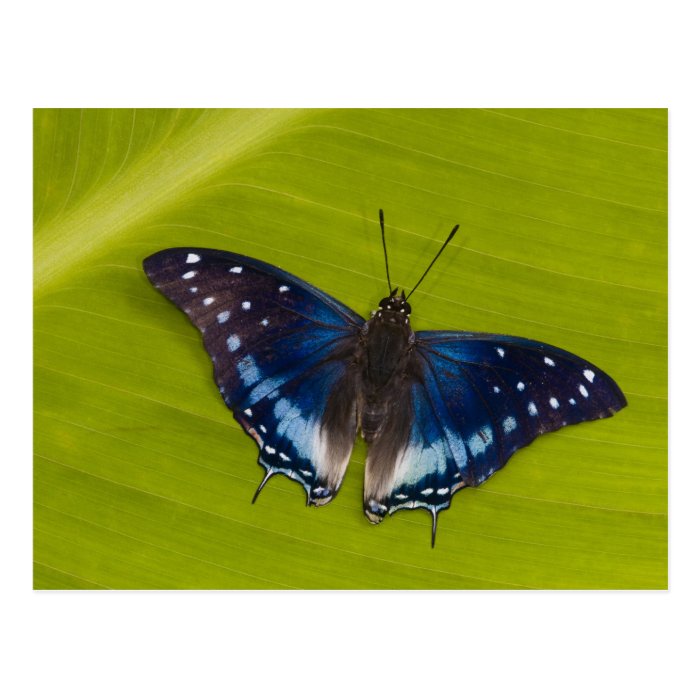 Sammamish, Washington. Tropical Butterflies 24 Post Card