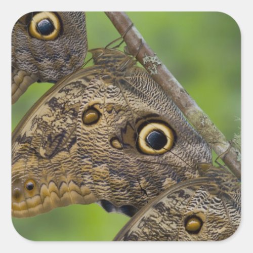 Sammamish Washington Tropical Butterflies 25 Square Sticker