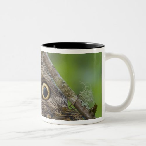 Sammamish Washington Tropical Butterflies 25 Two_Tone Coffee Mug