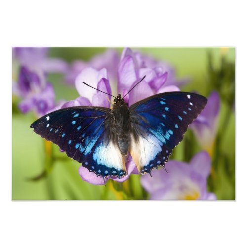 Sammamish Washington Tropical Butterflies 30 Photo Print