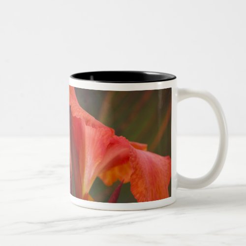 Sammamish Washington Tropical Butterflies 34 Two_Tone Coffee Mug