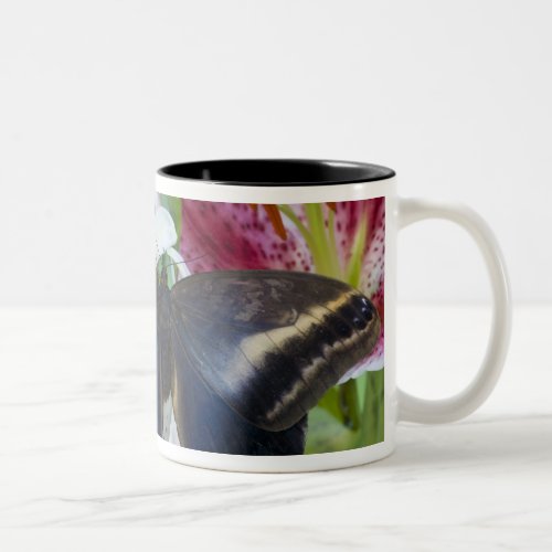 Sammamish Washington Tropical Butterflies 36 Two_Tone Coffee Mug