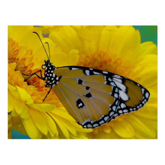 Sammamish, Washington. Tropical Butterflies 38 Postcards