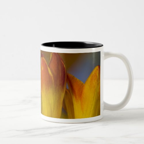 Sammamish Washington Tropical Butterflies 39 Two_Tone Coffee Mug