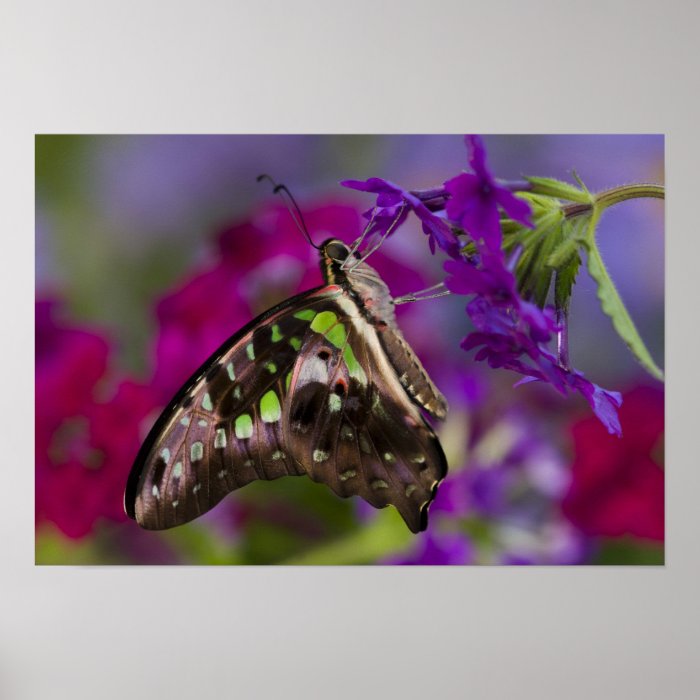 Sammamish, Washington. Tropical Butterflies 45 Poster