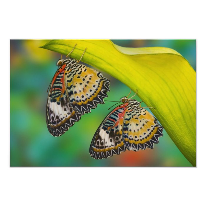 Sammamish, Washington. Tropical Butterflies 49 Photo Print