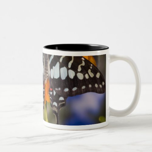 Sammamish Washington Tropical Butterflies 50 Two_Tone Coffee Mug