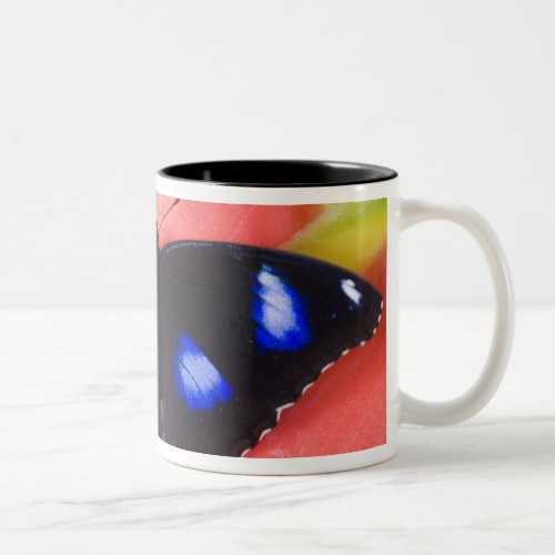 Sammamish Washington Tropical Butterflies 58 Two_Tone Coffee Mug