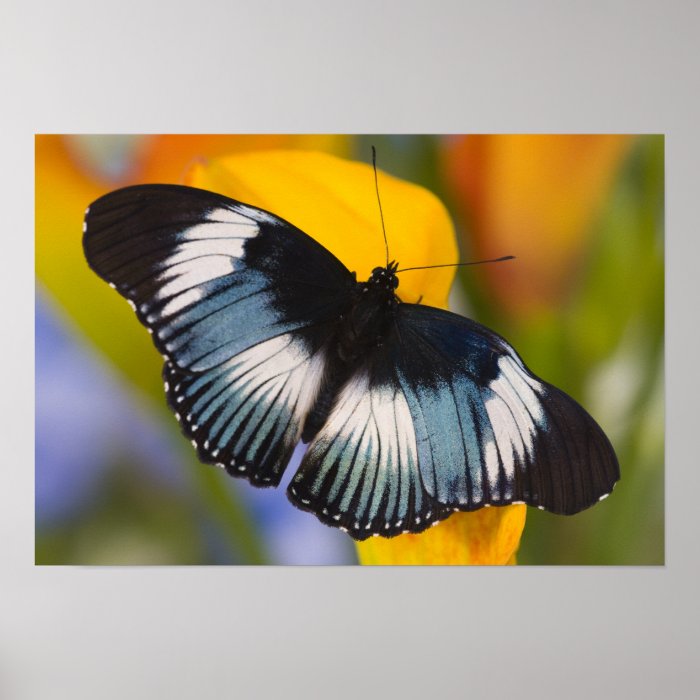 Sammamish, Washington. Tropical Butterflies 61 Poster