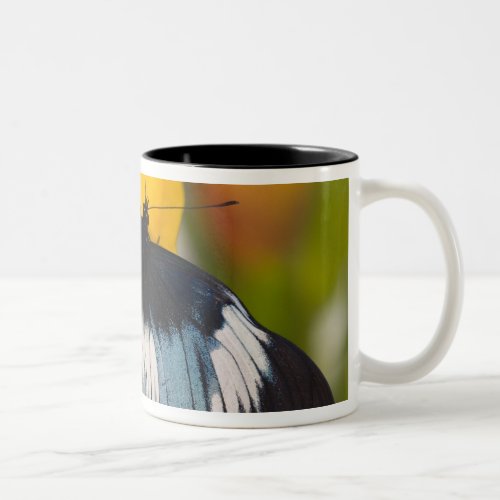 Sammamish Washington Tropical Butterflies 61 Two_Tone Coffee Mug