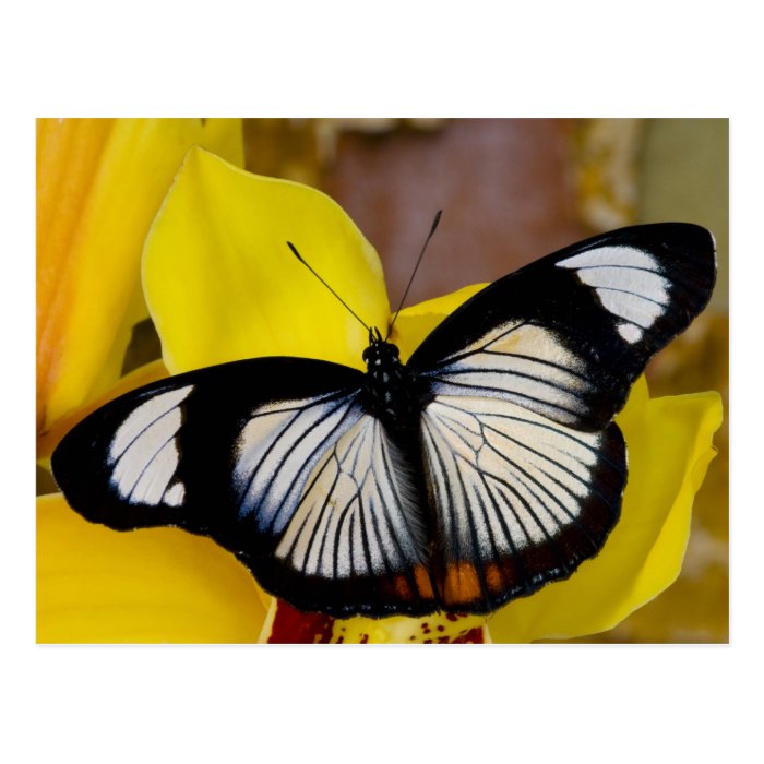 Sammamish, Washington. Tropical Butterflies 62 Post Card