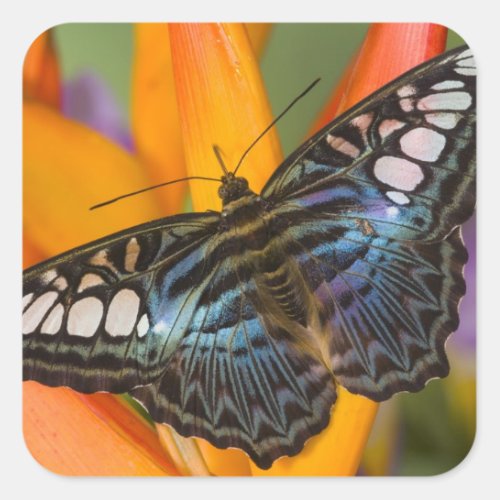 Sammamish Washington Tropical Butterfly 24 Square Sticker