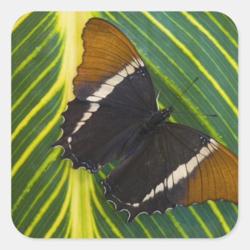Sammamish Washington Tropical Butterfly 28 Square Sticker