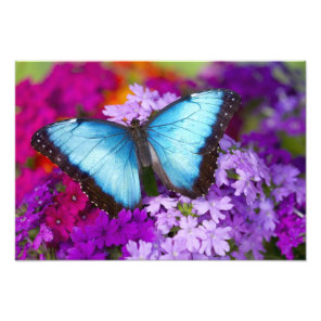 Sammamish Washington Tropical Butterfly 3 Photo Print