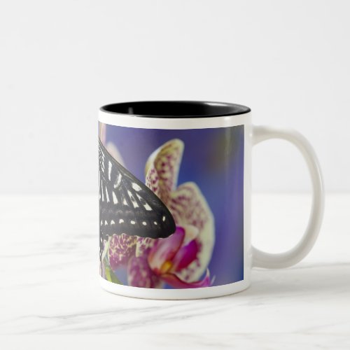 Sammamish Washington Tropical Butterfly 43 Two_Tone Coffee Mug