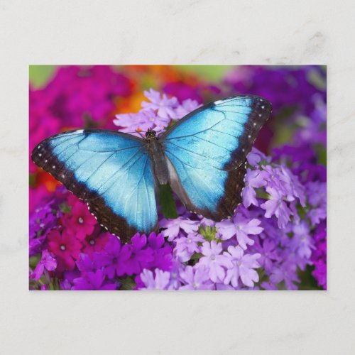 Sammamish Washington Tropical Butterfly 7 Postcard