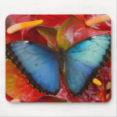 Butterfly Blue-with quote Mouse Pad | Zazzle