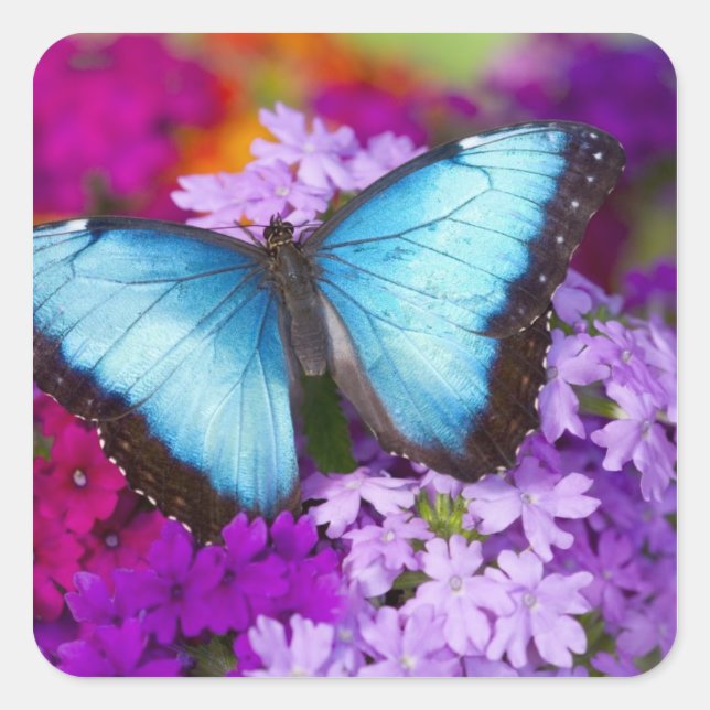 Sammamish Washington Tropical Butterfly Square Sticker (Front)
