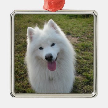 Samoyed Dog Beautiful Photo Hanging Ornament by roughcollie at Zazzle