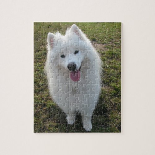 Samoyed dog beautiful photo jigsaw puzzle