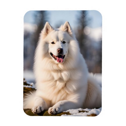 Samoyed dog beautiful photo magnet