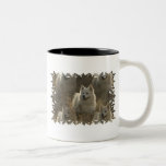 Samoyed Dog Breed Coffee Cup