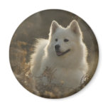 Samoyed Dog Breed Magnet