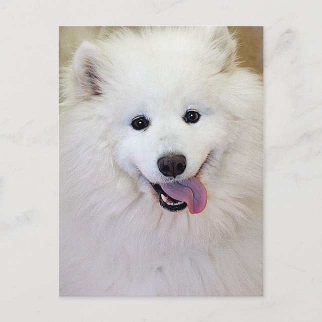 Samoyed Dog Breed Postcards (Front)
