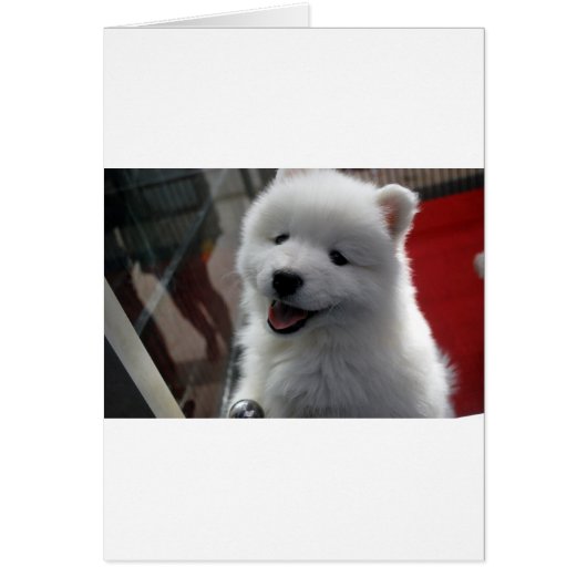 Samoyed Dog Cards (Front)