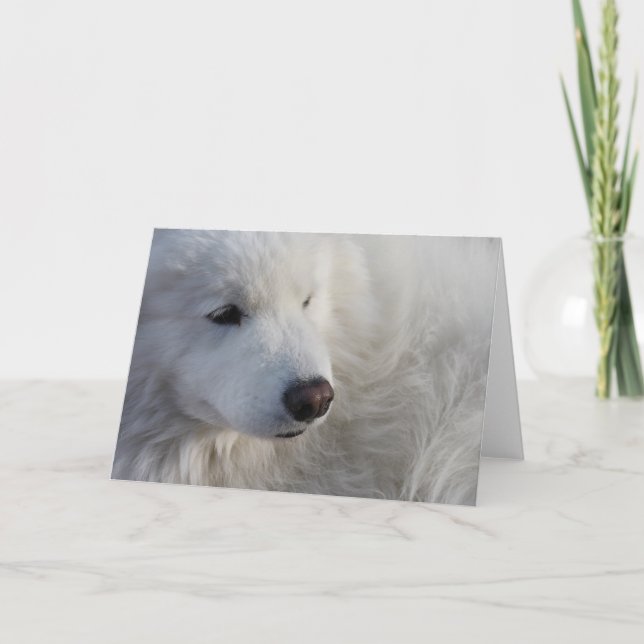 Samoyed Dog Greeting Card (Front)