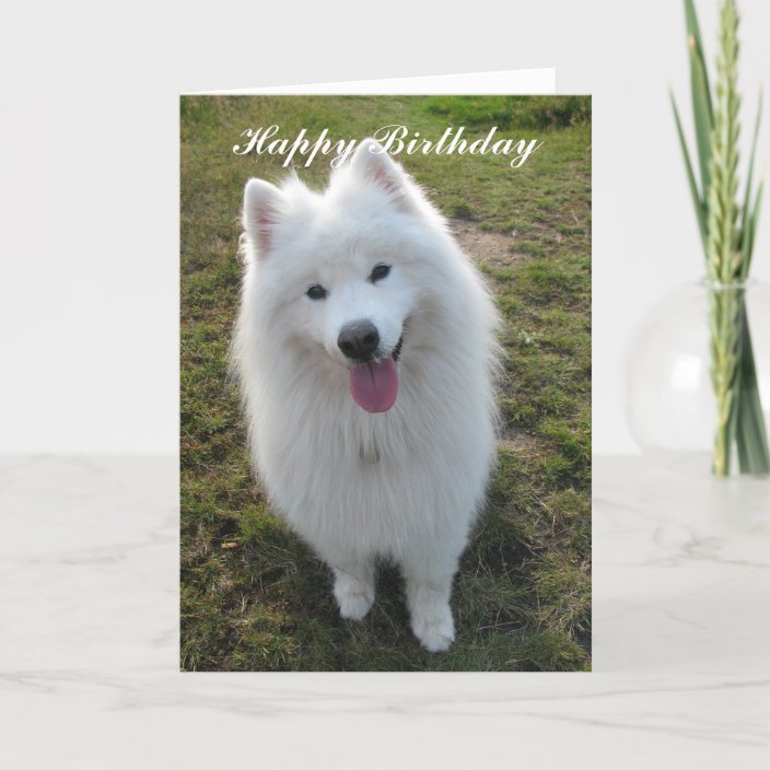 birthday samoyed