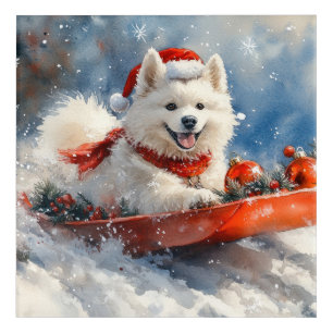 Samoyed Dog in Sledge Let it Snow Christmas Acrylic Print