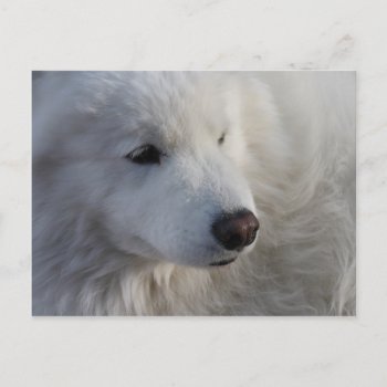 Samoyed Dog Postcard by poozybear at Zazzle