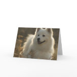 Samoyed Greeting Card