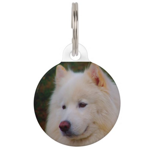 Samoyed Husky Dog Pet ID Tag