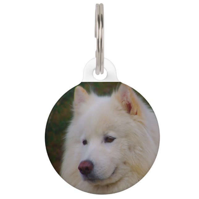 Samoyed Husky Dog. Pet ID Tag (Front)