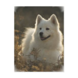 Samoyed Postcard