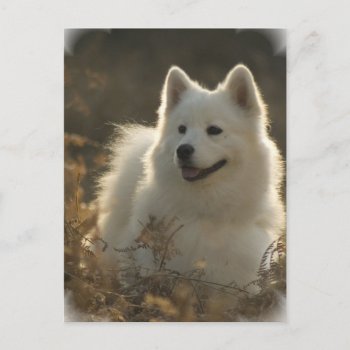 Samoyed Postcard by DogPoundGifts at Zazzle
