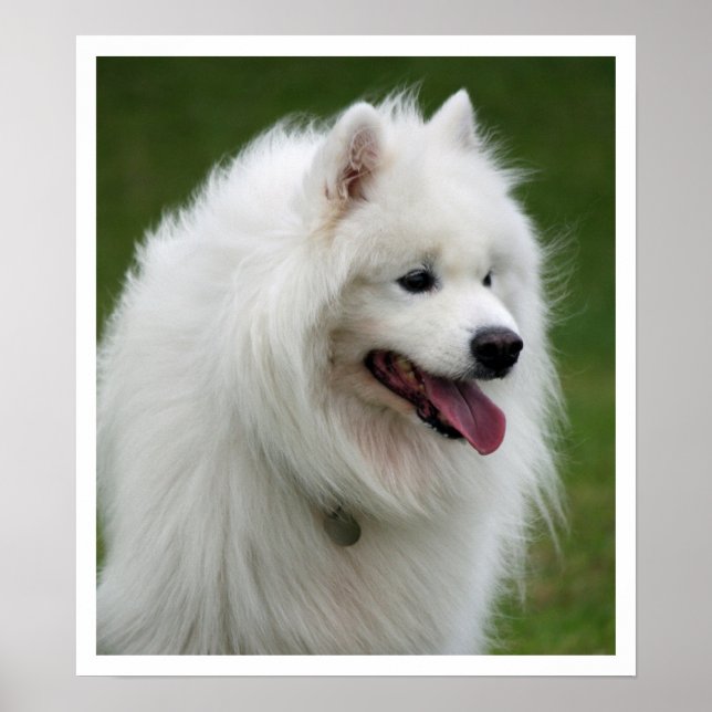 Samoyed Poster (Front)