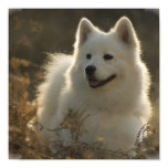 Samoyed Poster Print