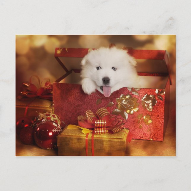 Samoyed Puppy In A Christmas Box Holiday Postcard (Front)