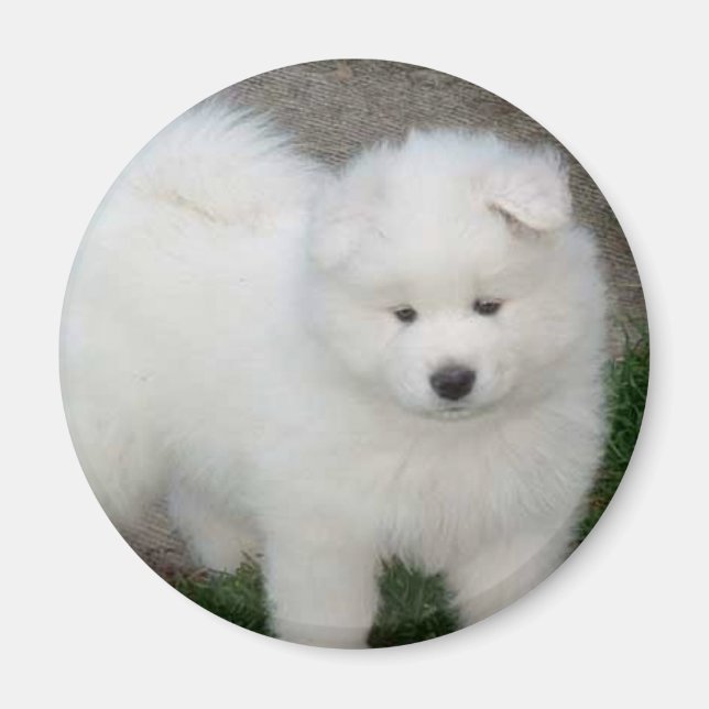 Samoyed puppy magnet (Front)