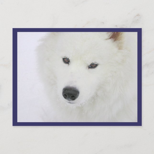 Samoyed - PVSC - Snow Postcard (Front)
