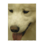 Samoyed Rescue Postcard