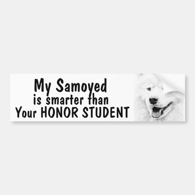Samoyed smarter than honor student - funny bumper sticker (Front)