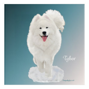 Samoyed; Tybor in Snow; Acrylic Wall Art