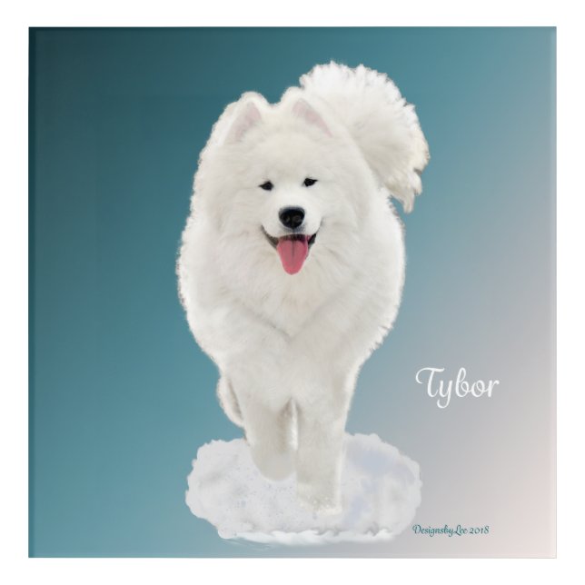 Samoyed; Tybor in  Snow; Acrylic Wall Art (Front)