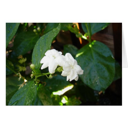 Sampaguita Card (Front Horizontal)