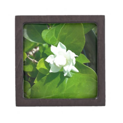 Sampaguita Jasmine flower Gift Box